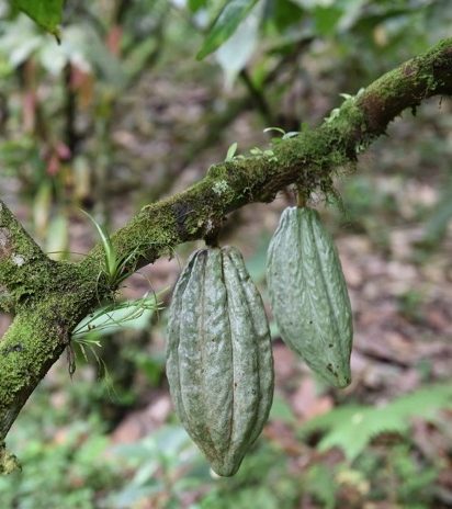 cabosse de chocolat issue d'agroforesterie