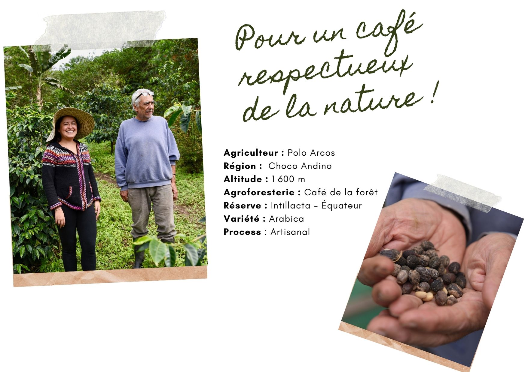 café agroforestier arabica