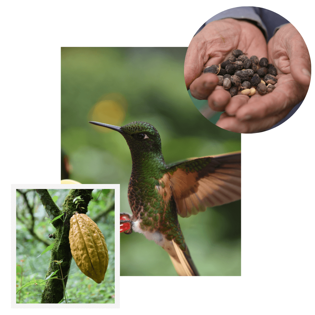 Café et chocolat bio en agriculture égocolgique